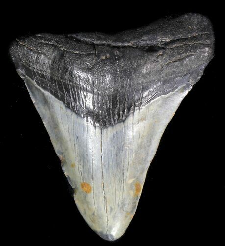 Juvenile Megalodon Tooth #56647